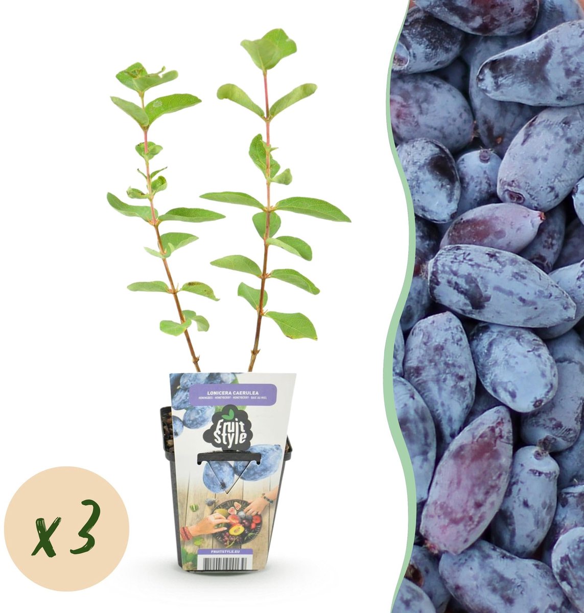 Fruitplanten - Honingbes - Lonicera caerulea Kamtschatica - Winterhard - 3 Planten - Pot 9 cm - Blauw Bes