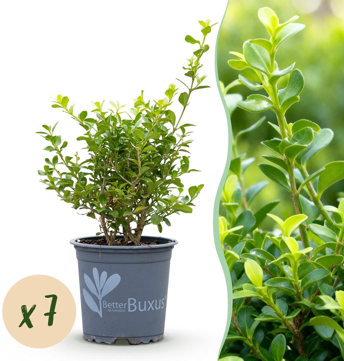 Buxus Haag - BetterBuxus Babylon Beauty - Resistant tegen de Buxus Schimmel - 7 planten - 1 strekkende meter - pot 10,5cm hoogte 25-30