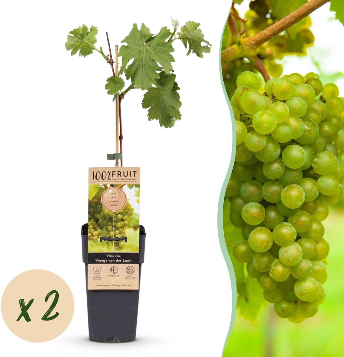 Fruitplant - Vitis vinifera Vroege van der Laan - Druivenplant - Winterhard - Witte Druif - 2 Planten - Pot 15cm - Hoogte 50cm