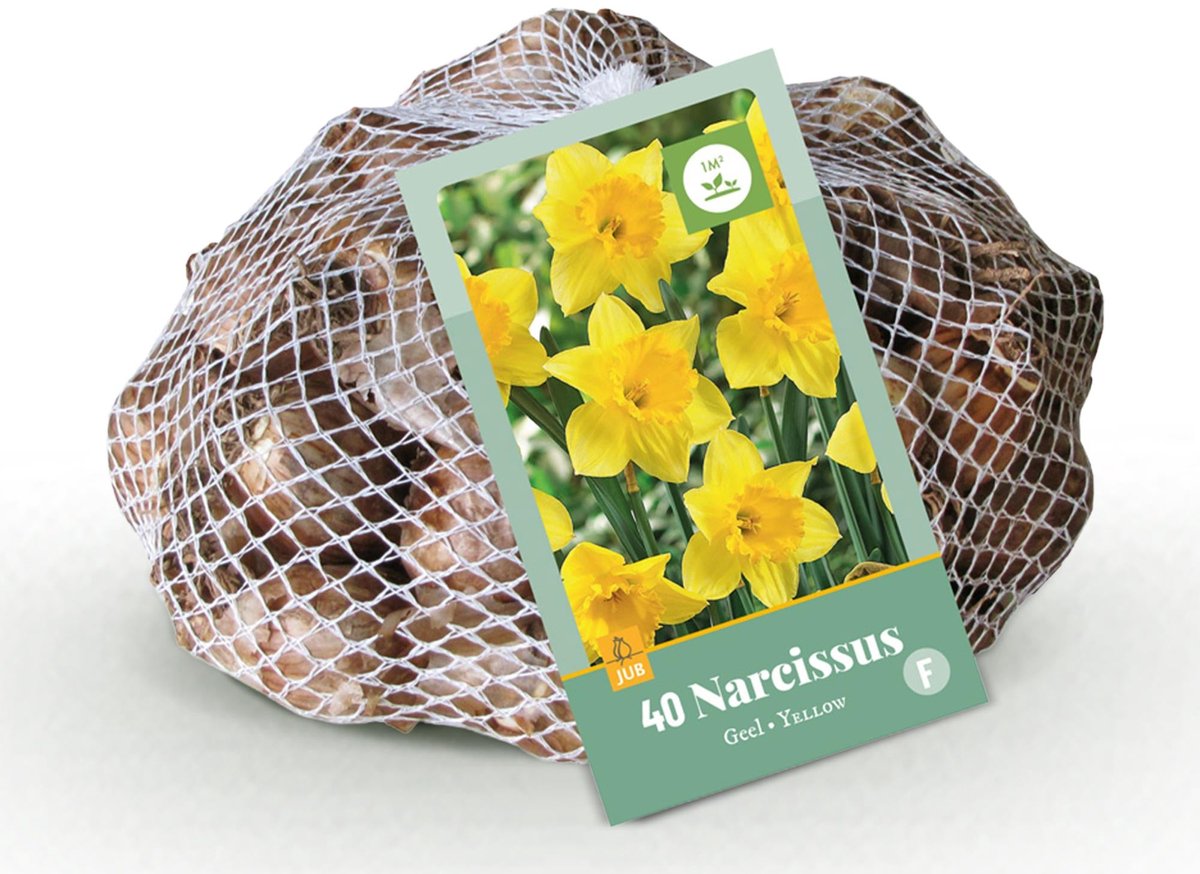 Bloembollen - Narcis Yellow - Kleur Geel - 40 stuks - Bolmaat 10/12