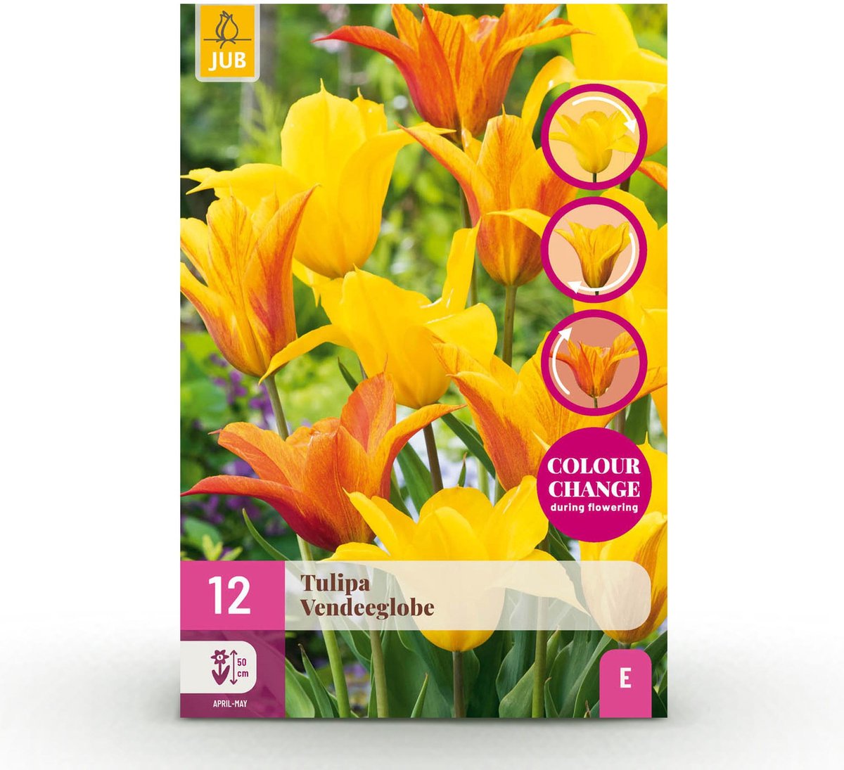Bloembollen - Tulp Vendeeglobe - Kleur Geel - 12 stuks - Bolmaat 11/12 - XXL Pack