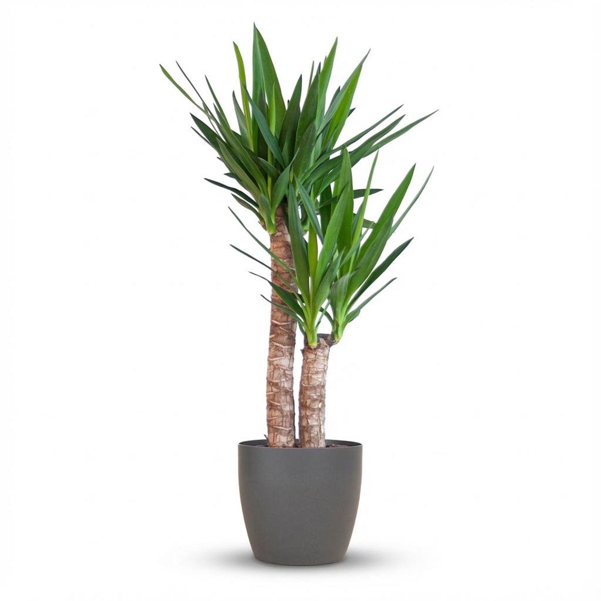 Yucca Elephantipes met Potter zwart - 90cm - Ø21