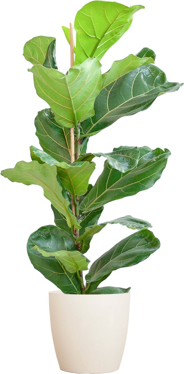 Ficus Lyrata met Potter pot wit - 80cm - Ø21