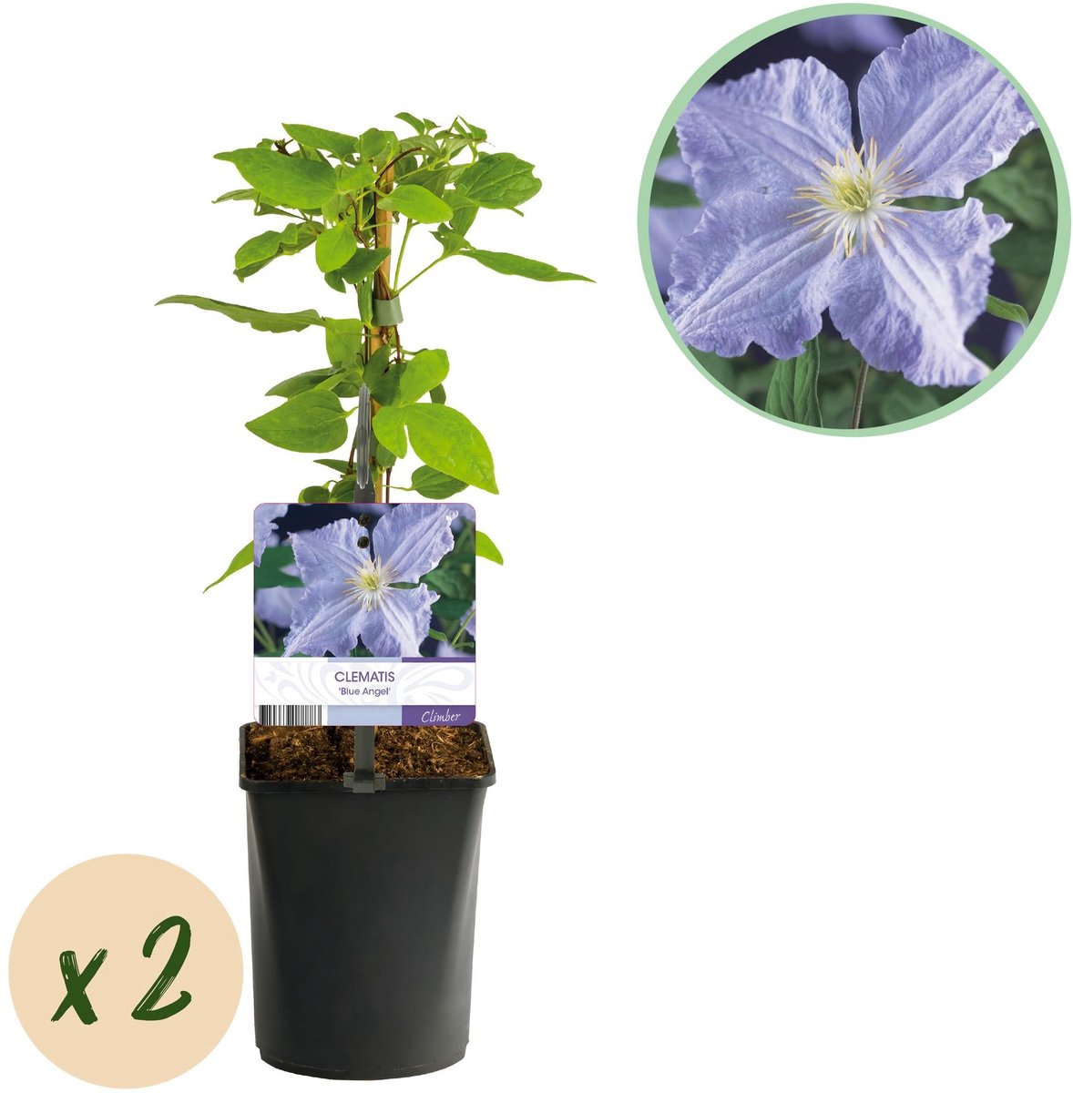 Klimplant - Clematis Blue Angel - Bloem Licht Blauw - Weinig onderhoud -2 planten - Pot 11cm Hoogte 40cm