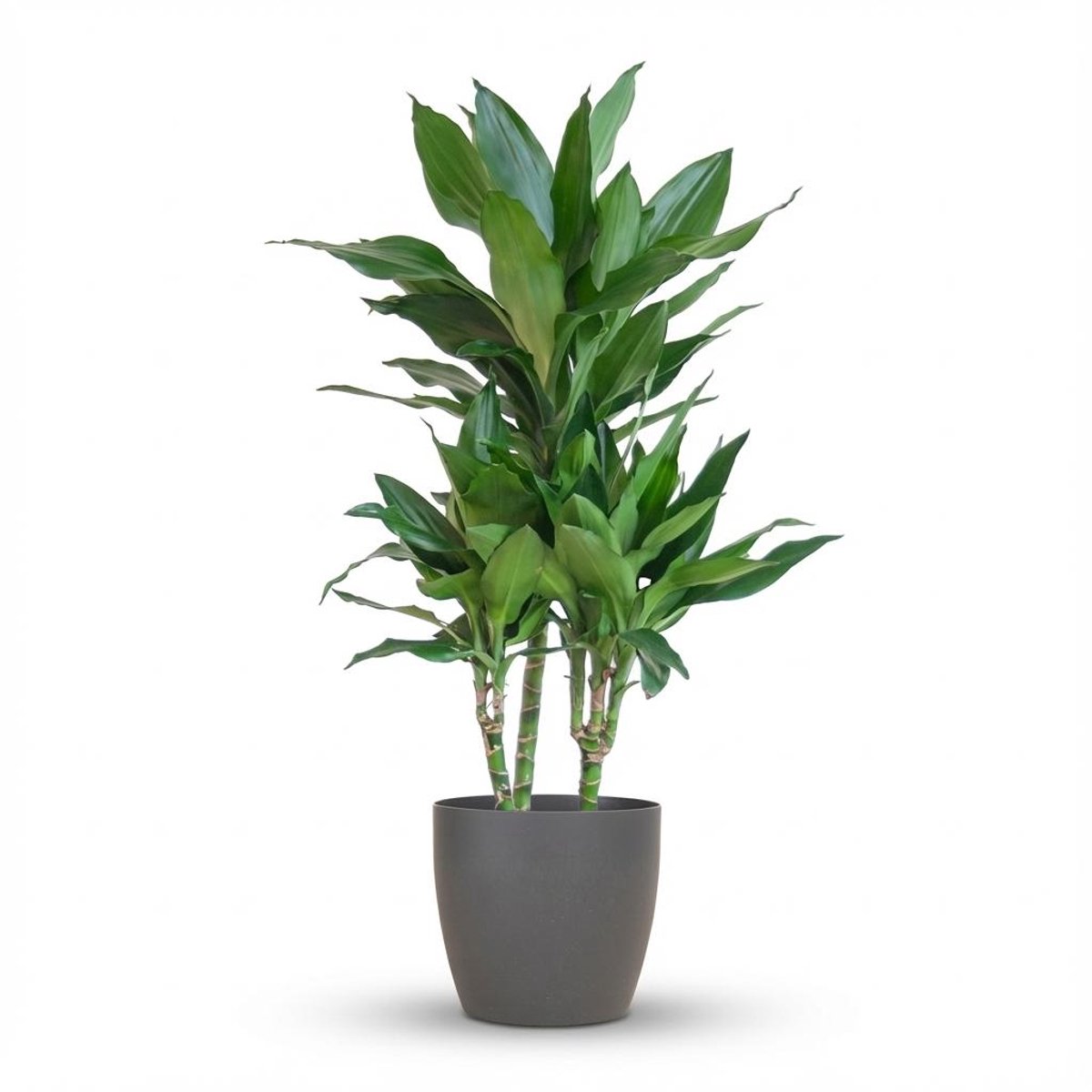 Dracaena Janet Lindt met Potter grijs - 95cm - Ø21