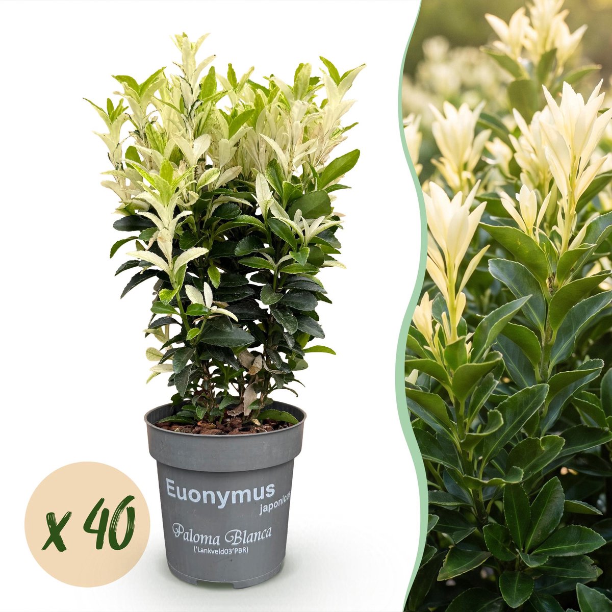 40x Euonymus japonica Paloma Blanca - Kardinaalsmuts - Haagplanten - Groenblijvend - Groen - Wit - Pot 9cm - Hoogte 20-30cm