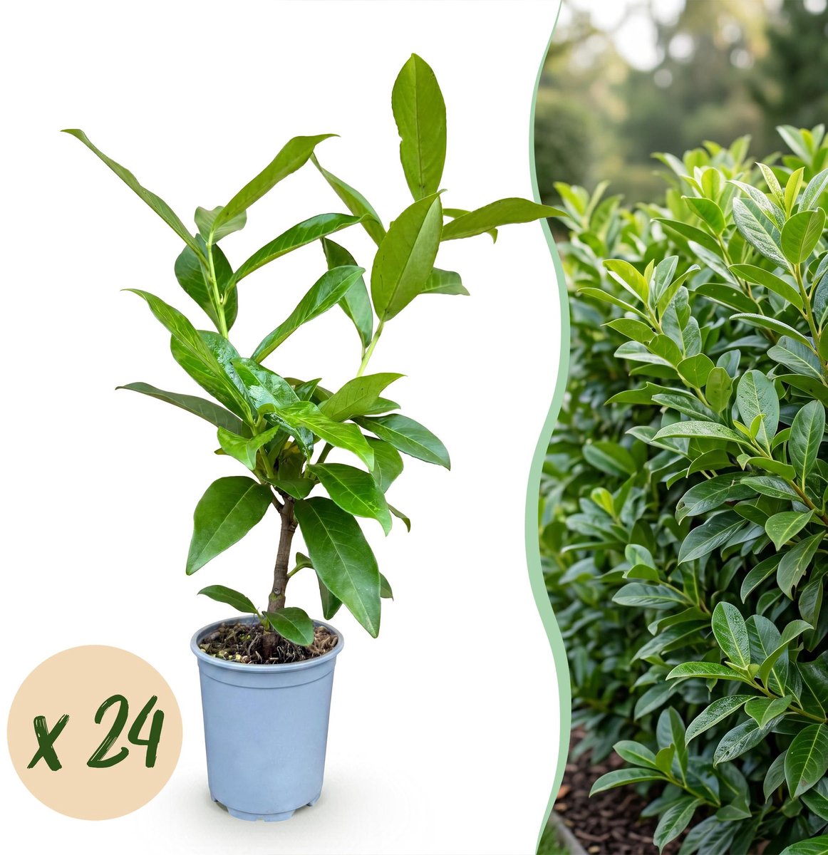 24x Prunus laur. Novita - Laurierkers - Haagplanten - Groenblijvend - Groen - Pot 9cm - Hoogte 25-35cm