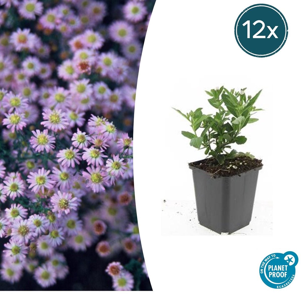 12x Aster ageratoides 'Stardust' - 10-25cm - Ø9cm
