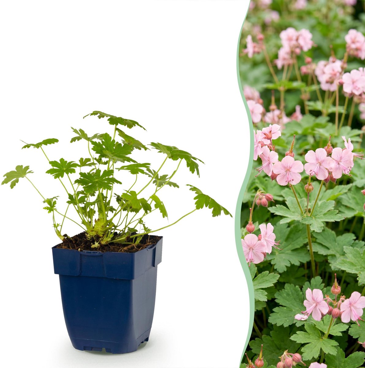 Vasteplant - Geranium macr. Ingwersen's Variety - Ooievaarsbek - Bodembedekkend - Licht Roze - 6 Planten - Pot 11cm - Hoogte 15-25cm