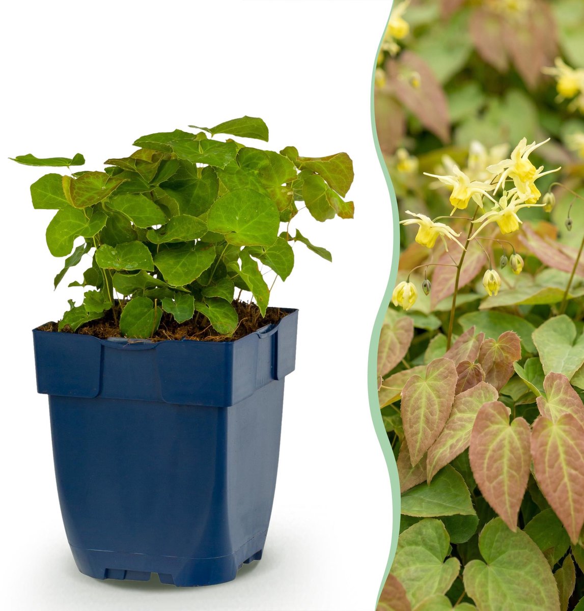Vasteplant - Epimedium perralch. Frohnleiten - Elfenbloem - Schaduw - Geel - 6 Planten - Pot 11cm - Hoogte 15-25cm