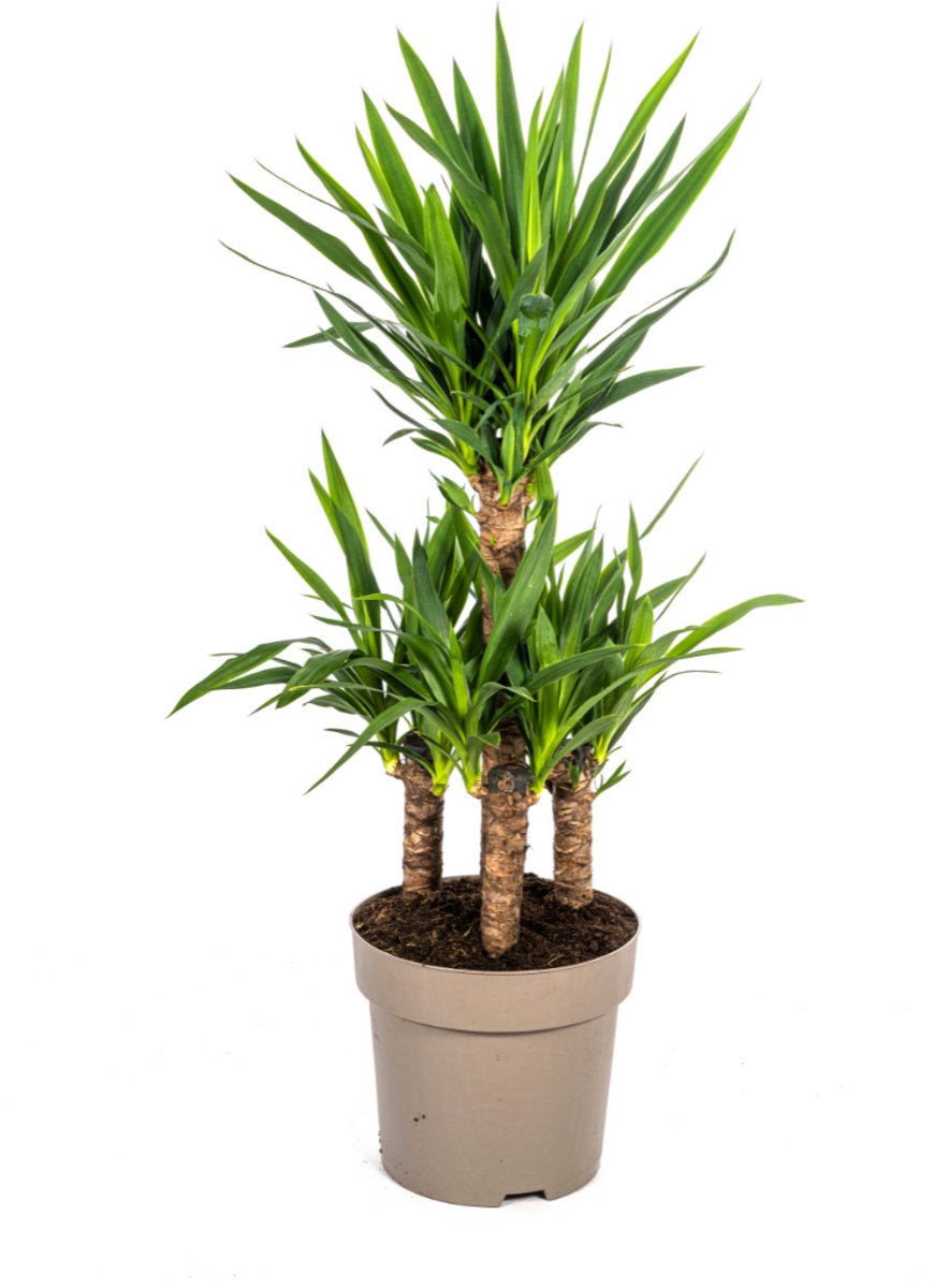 Yucca Elephantipes Ø30cm - 90 - 110cm