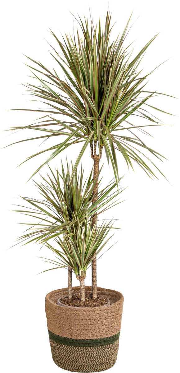 Dracaena Marginata Bicolor met mand Ø21cm - 110 - 130cm