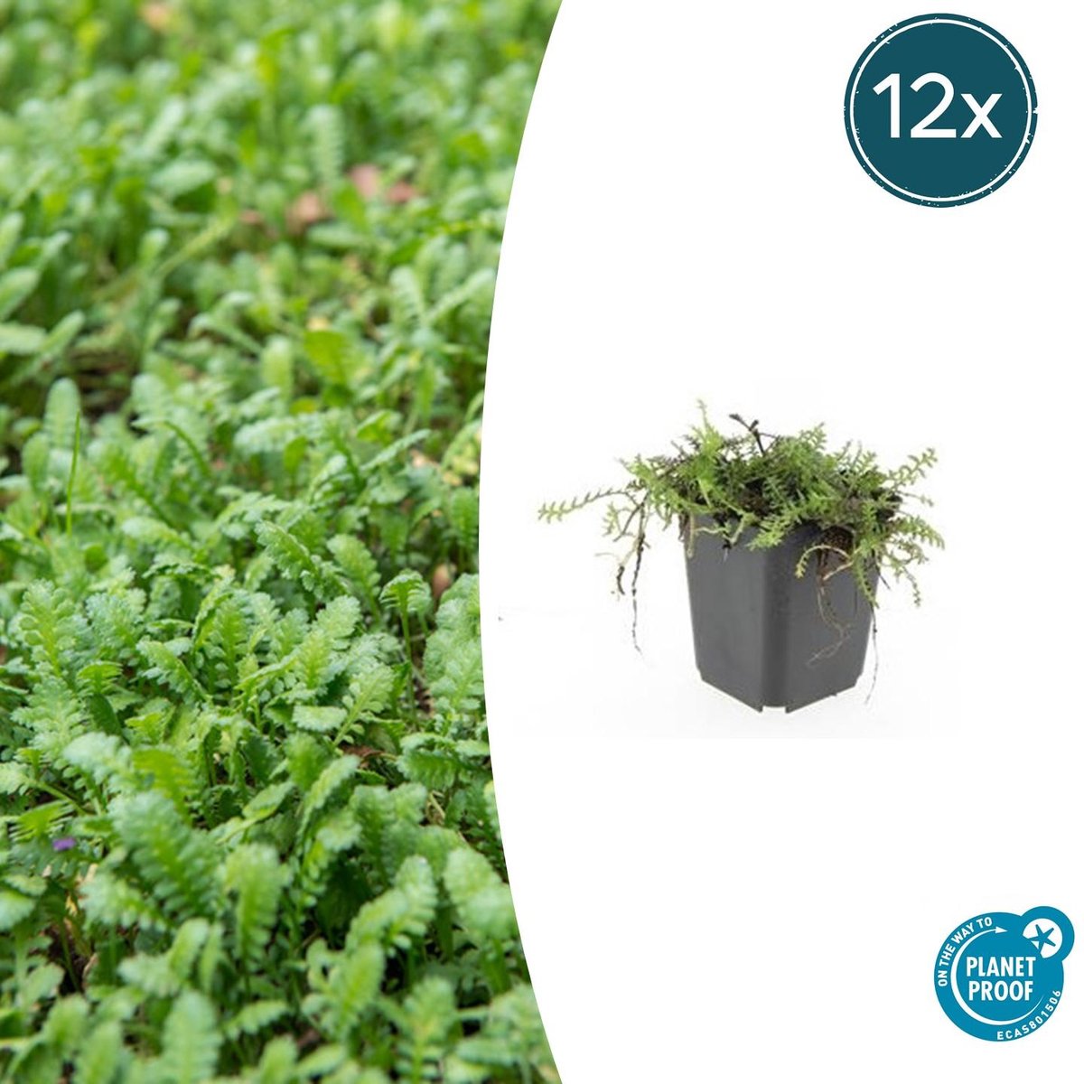 12x Leptinella squalida - 10-25cm - Ø9cm