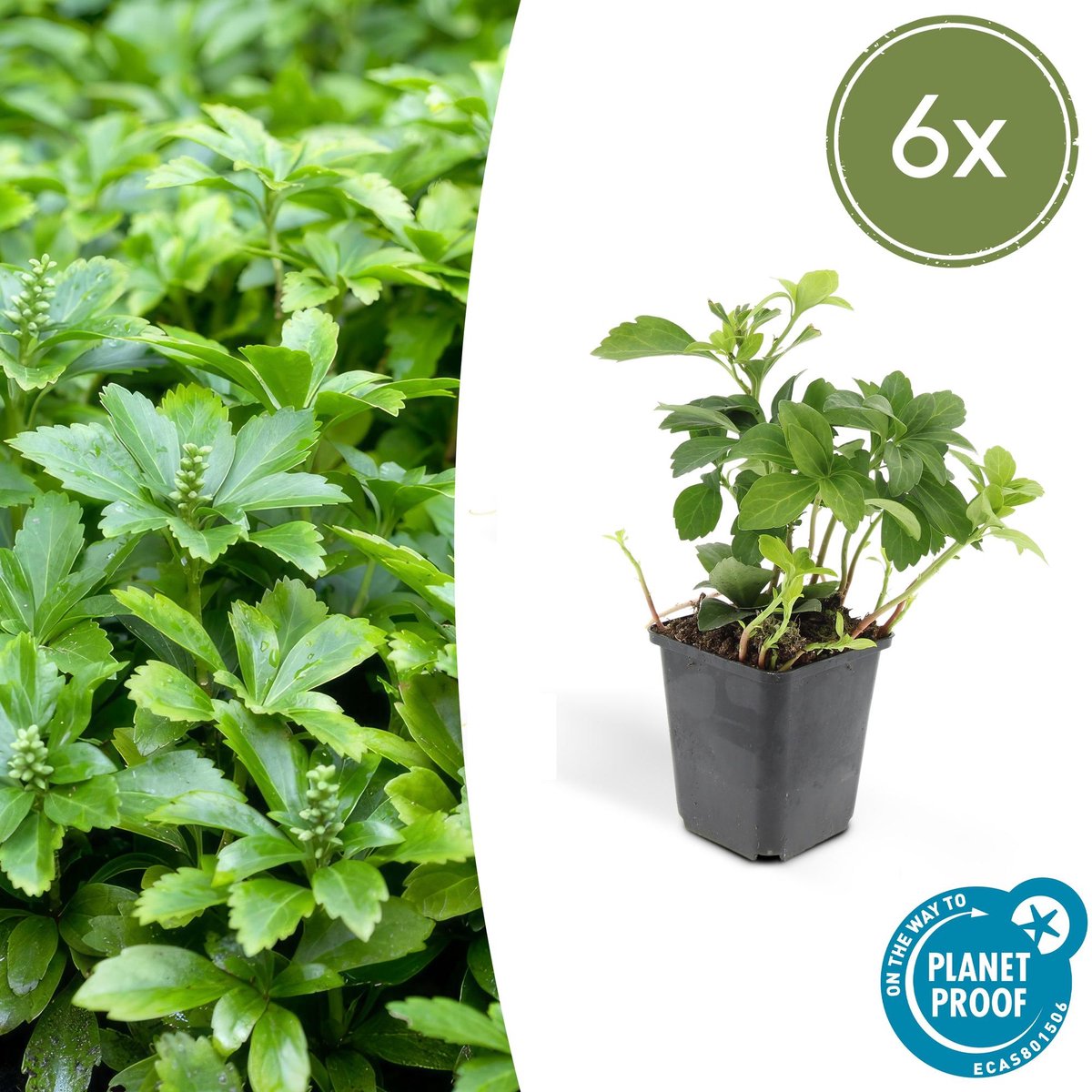 6x Pachysandra term. 'Green Carpet' - 10-25cm - Ø9cm
