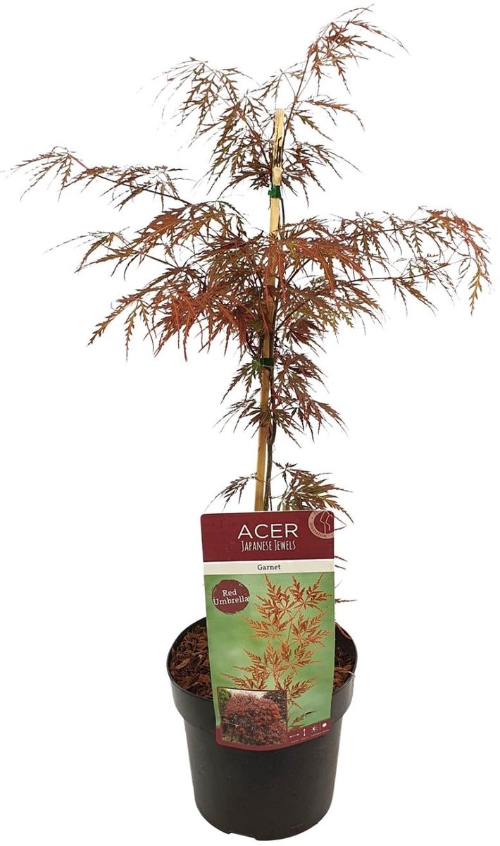 Acer palm. 'Garnet' - Ø19cm - 40cm
