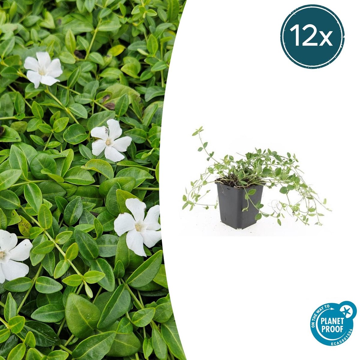 12x Vinca minor 'Gertrude Jekyll' - 10-25cm - Ø9cm
