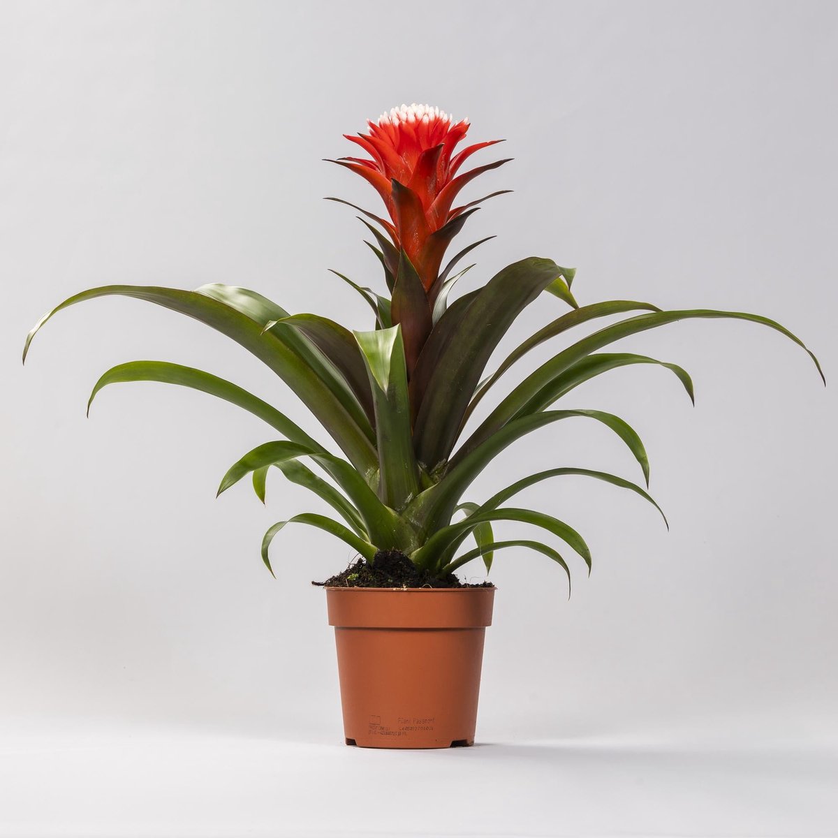 Guzmania Hope - Ø12 40