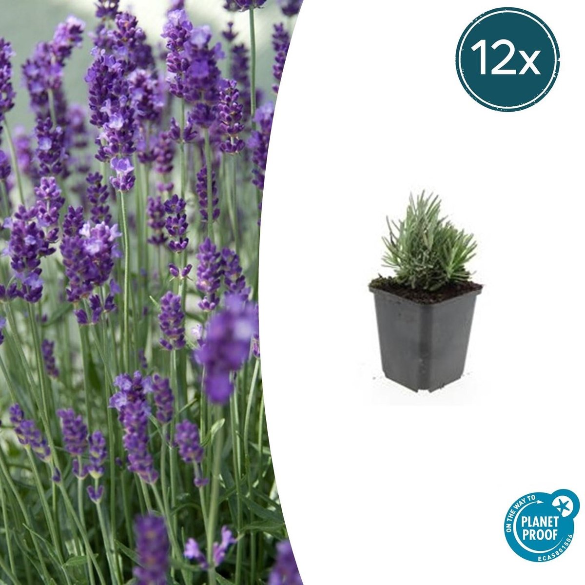 12x Lavandula ang. 'Dwarf Blue' - 10-25cm - Ø9cm