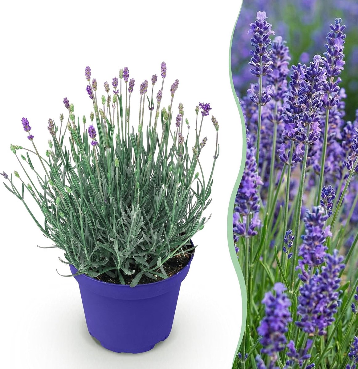 Angustifolia Hidcote - Lavendel - Winterhard - Paars - 15-25cm - Ø12cm - Tuinplant