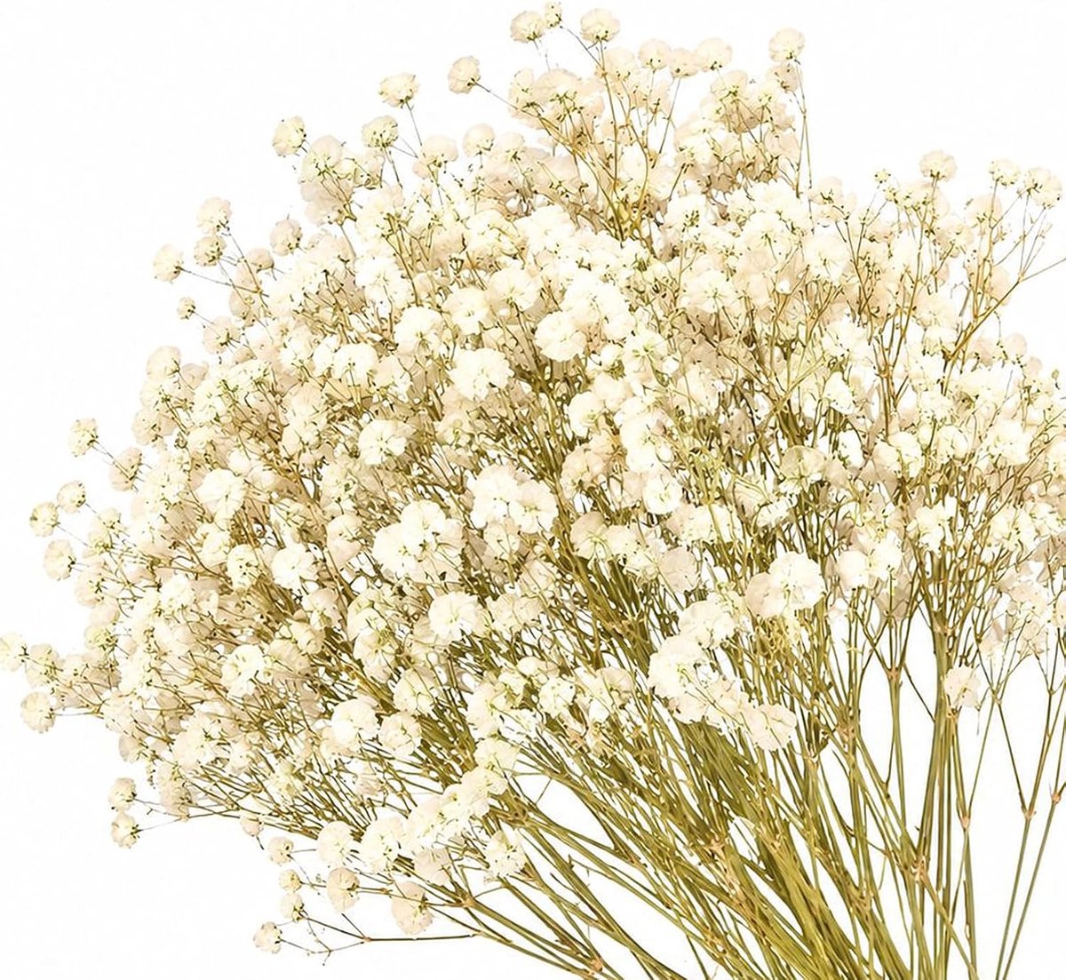 Gipskruid 150 stukjes - gedroogd groen en wit - 6-8 cm - perfect voor decoraties - ShopVlot