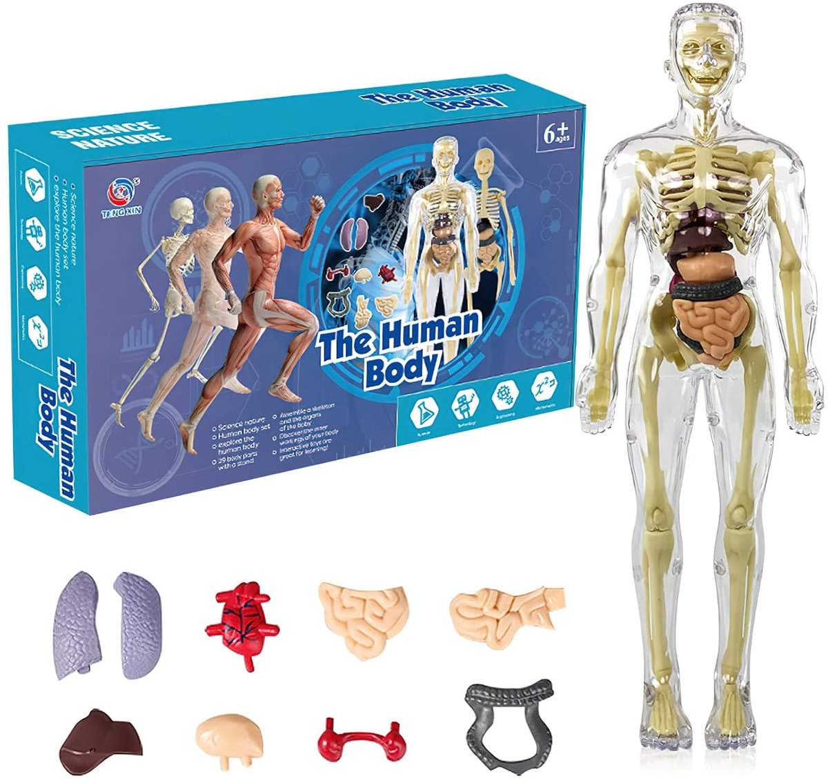 3D Menselijk Lichaamsmodel voor Kinderen - Anatomisch Model - Onderwijs en Amusement - Leer Lichaamsdelen en Organen - ShopVlot