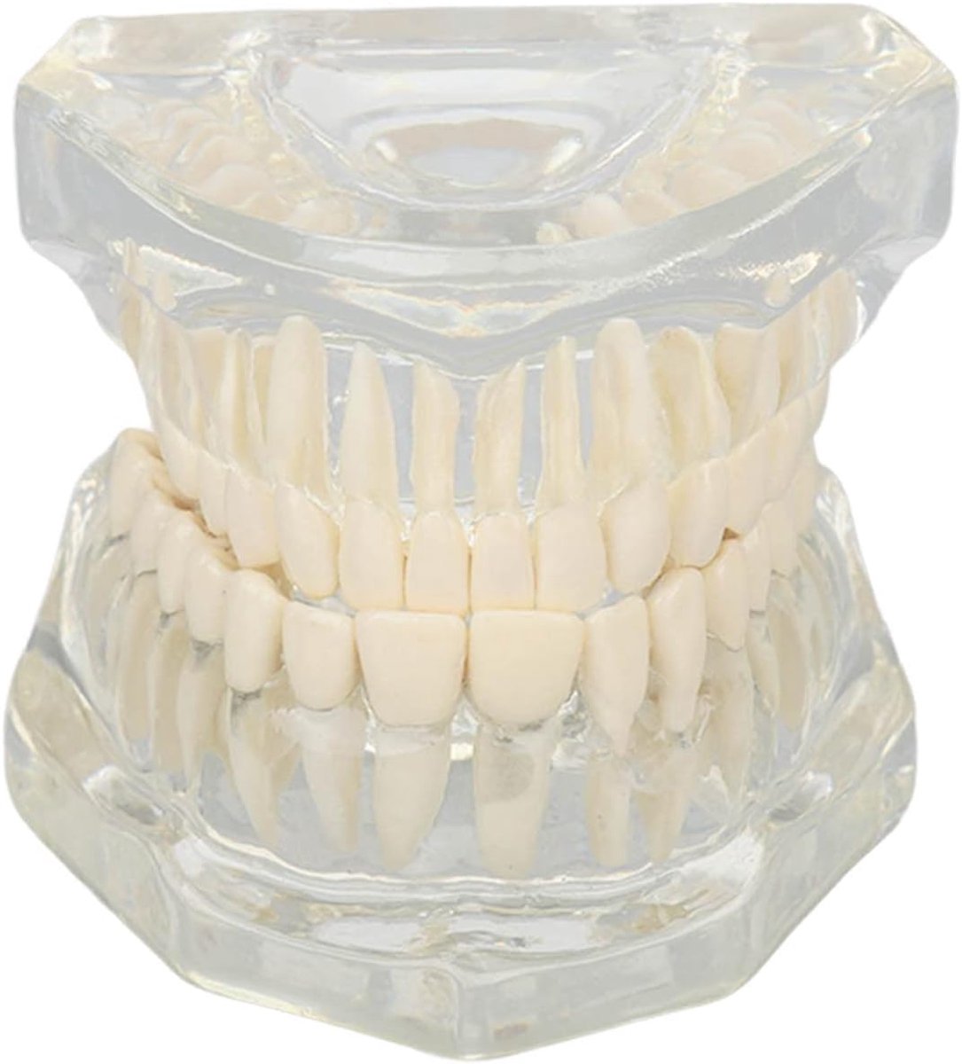 Dental Oral Typodont, Educational Teeth Model With Clear Structure, Standard Dental Teeth Model, Teeth Model - ShopVlot