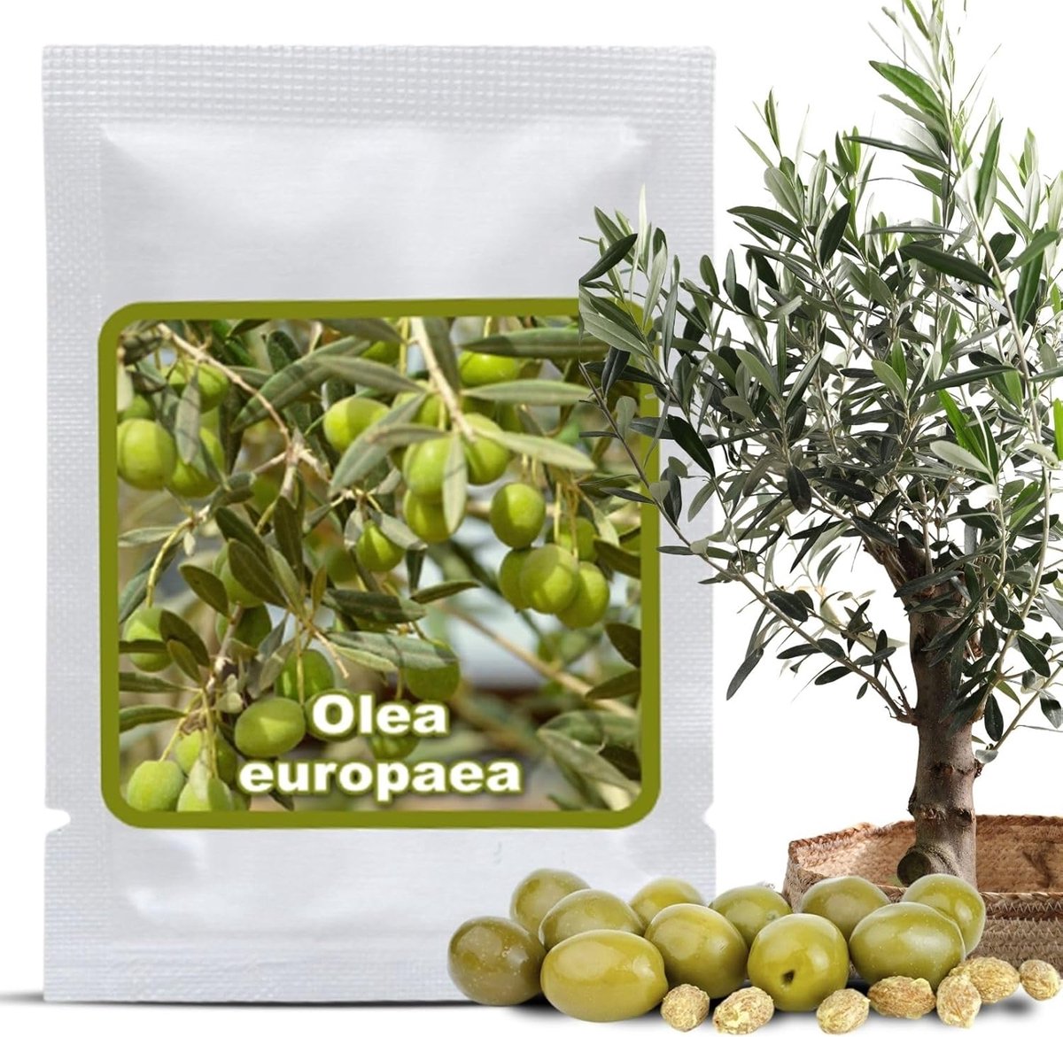 Olijfboom zaden 10 stuks - Olea europaea - Mediterraanse sfeer - Ideaal voor bonsai - ShopVlot