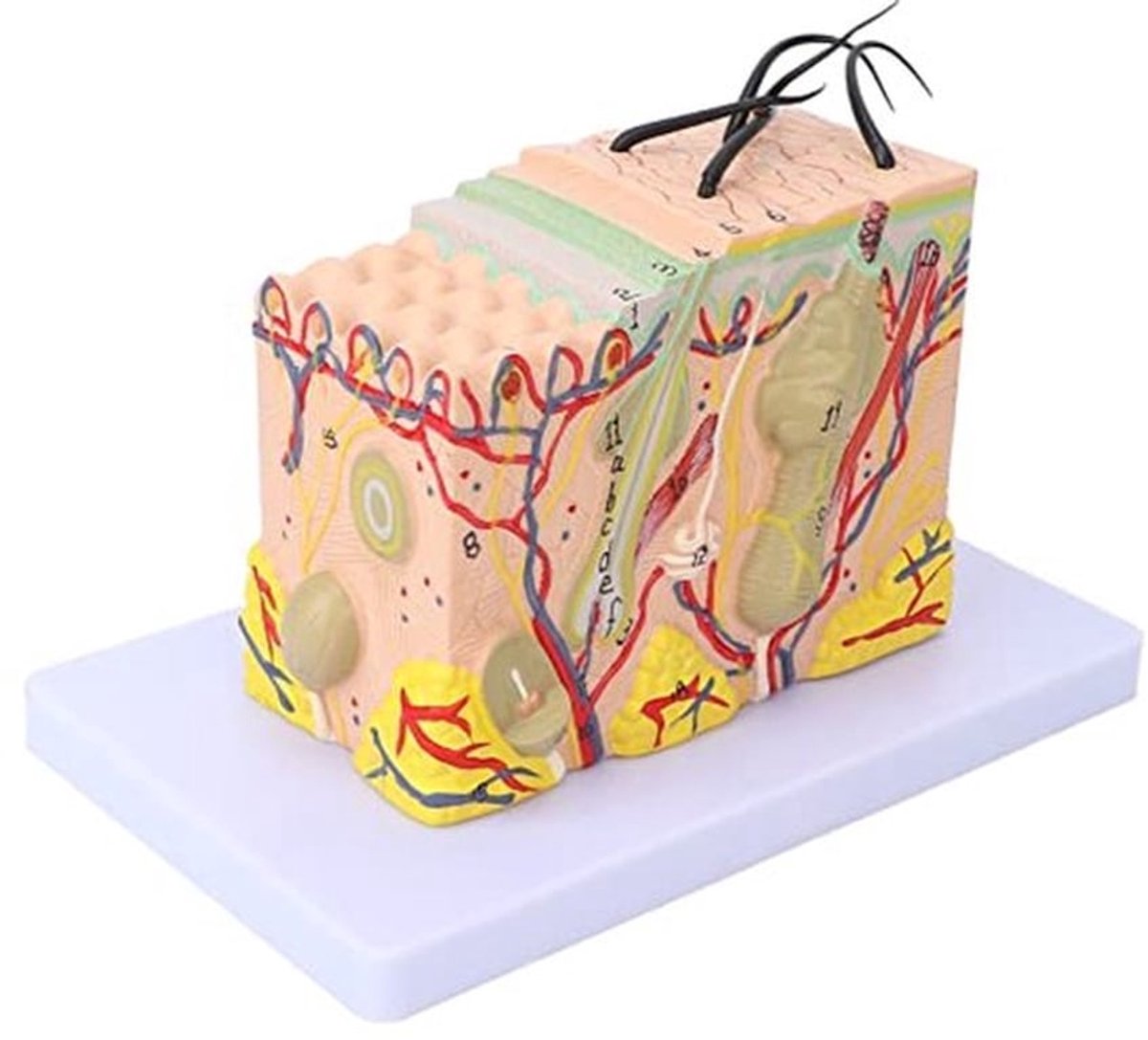 Huidmodel, 35X Vergroot Menselijke Huidstructuur Anatomisch Model 3D Vergroot Huidmodel voor Wetenschapsklasstudie weergave Onderwijs Medisch Model