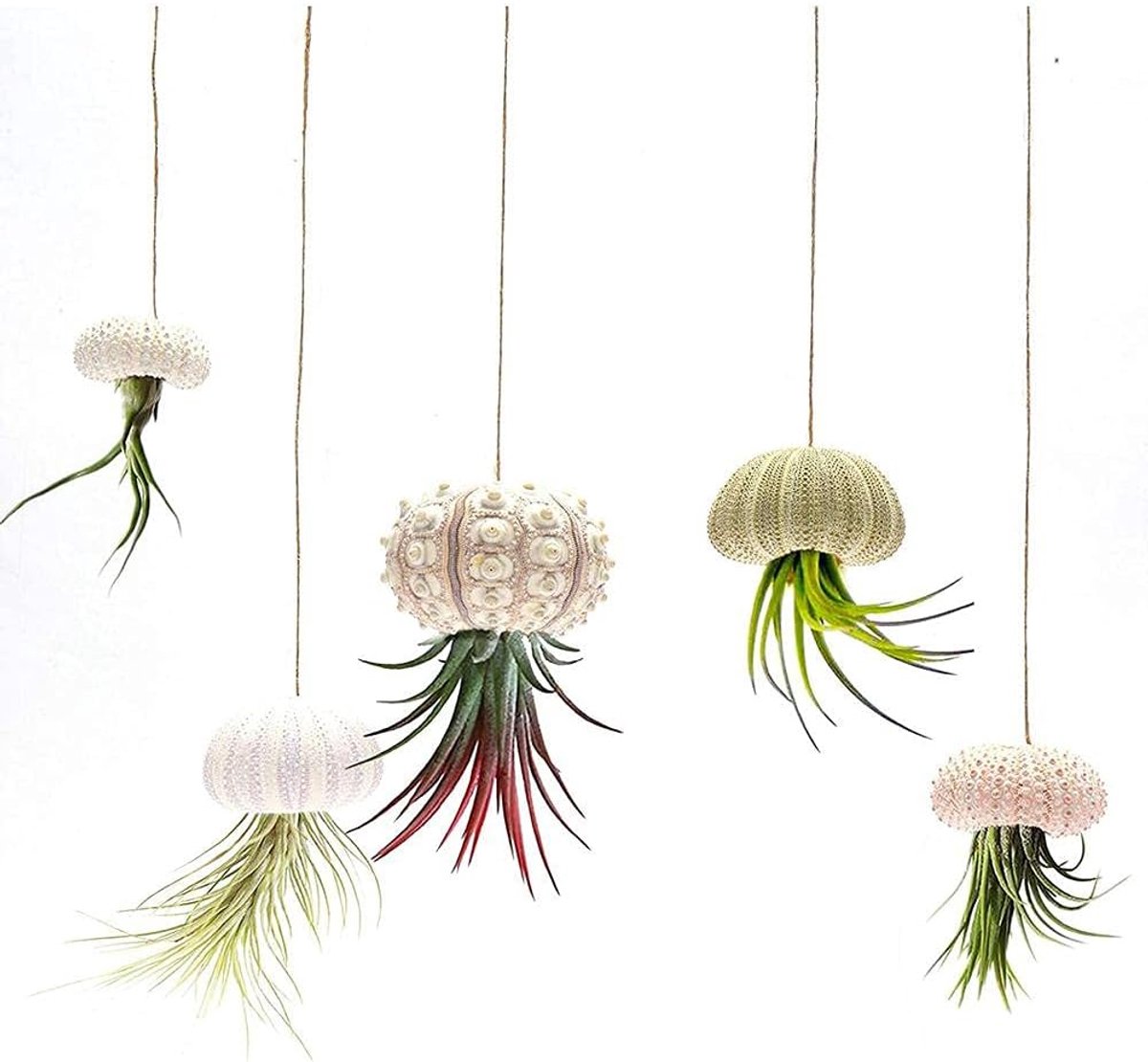 SnelShoppen - Ejoyous Shell Air Plant Holder, 5 Stuks Pendants, Jellyfish, Succulent Planten, Zeekomkommer, Decoratieve Luchtplant Pot Houder voor Til