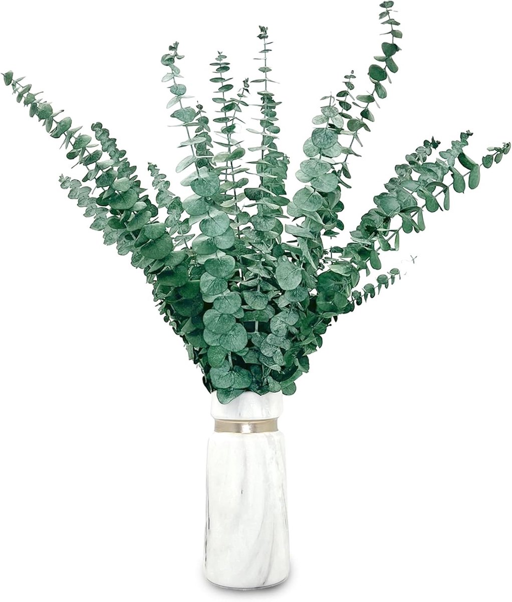 SnelShoppen - 20 Stuks Gedroogde Eucalyptus Takken met Eucalyptus Bladeren - Natuurlijke Groene Decoratie voor Bloemstukken, Bruiloften en Thuisdecora