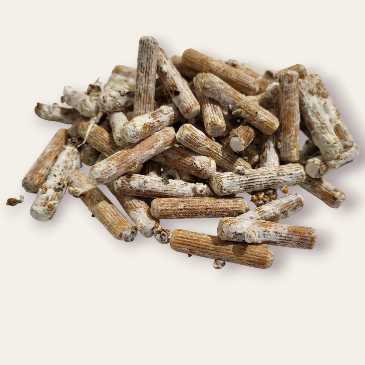 Enoki / Gewoon fluweelpootje / Flammulina velutipes deuvels - Kweek Enoki op boomstammen - Zelf enoki kweken in je achtertuin