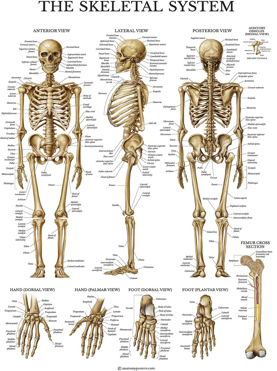 Poster Skelett-Systeem - Gelamineerd, 45.7 x 68.5 cm