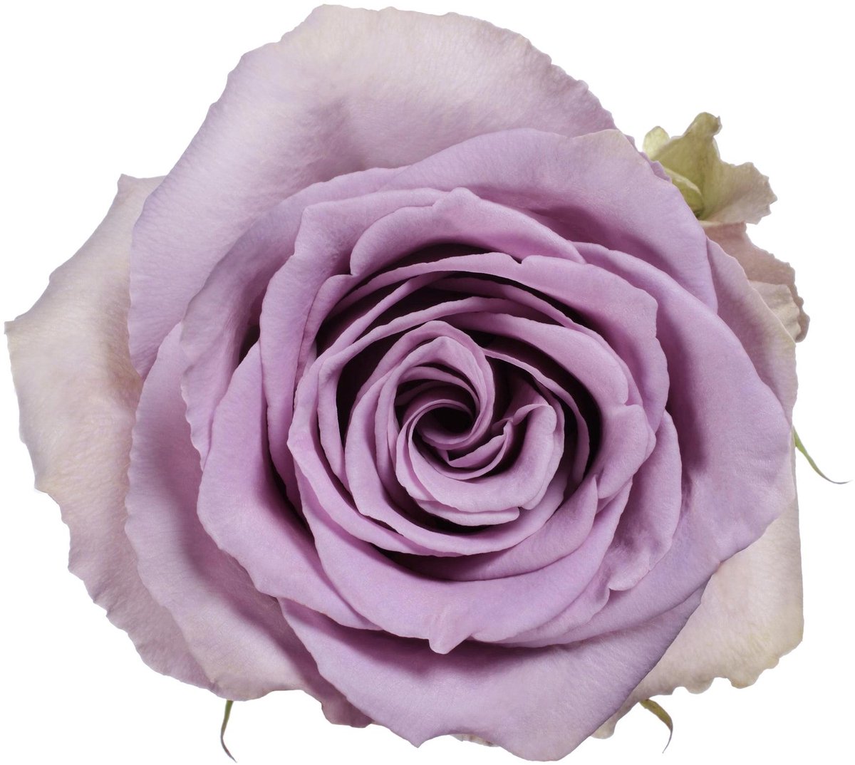 25x Rosa shocking blue 50cm