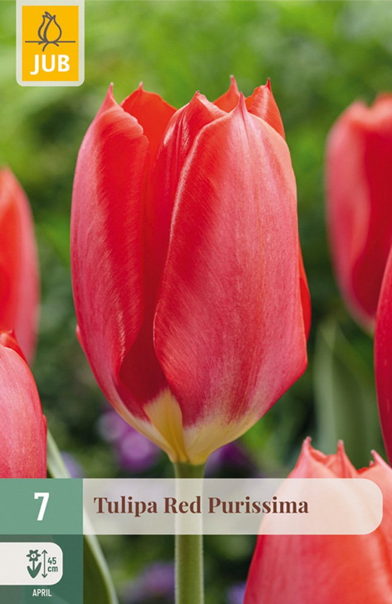 Tulipa Red Purissima bloembol JUB 7 stuks