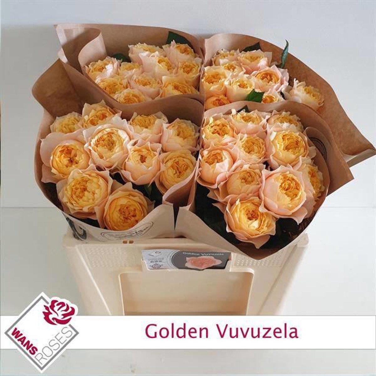 10x Rosa gard.golden vuvuzela 50cm