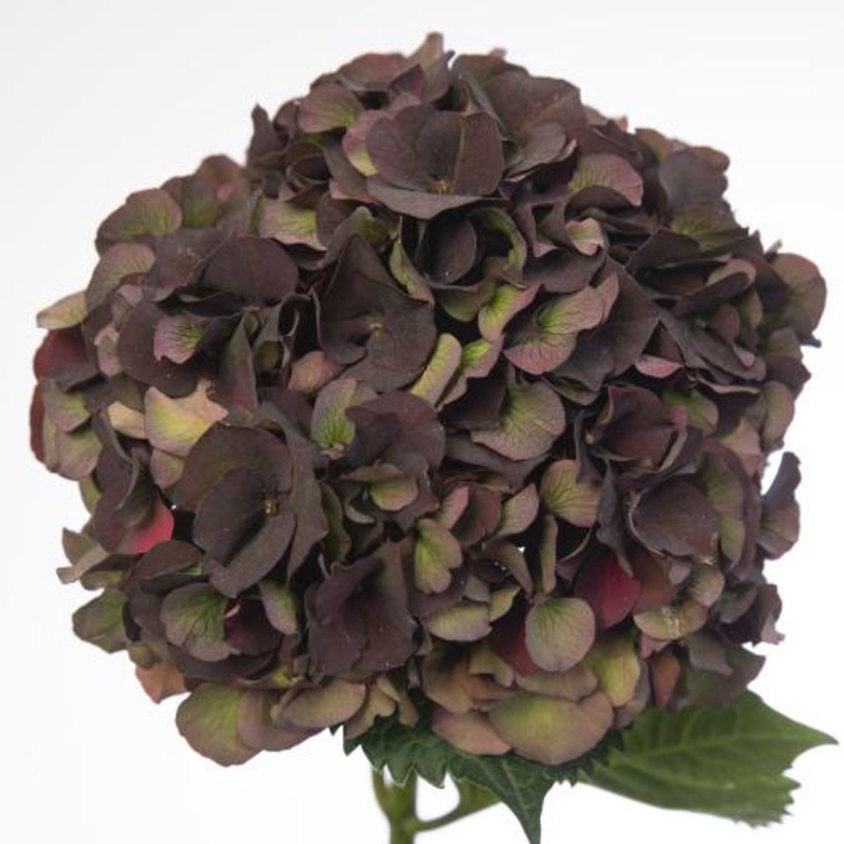 5x Hydr.mag.dark ruby classic 60cm