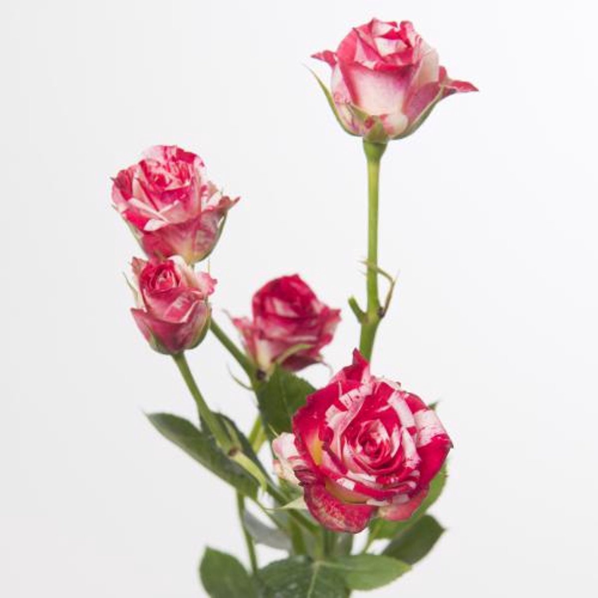 10x Rosa fireworks 40cm