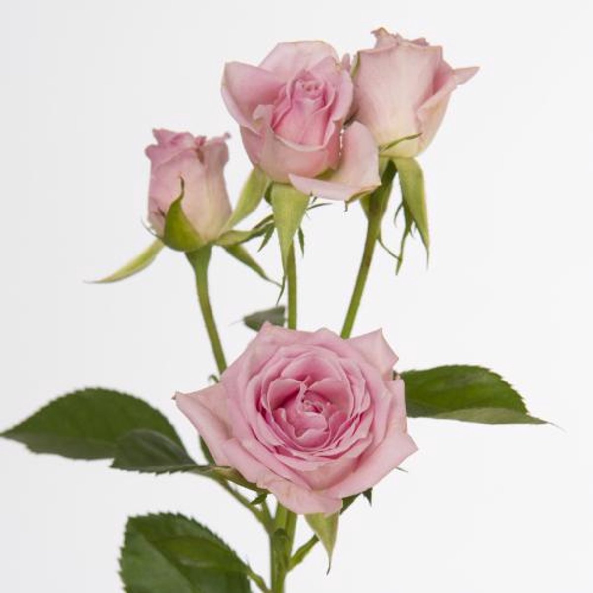 10x Rosa odilia 50cm