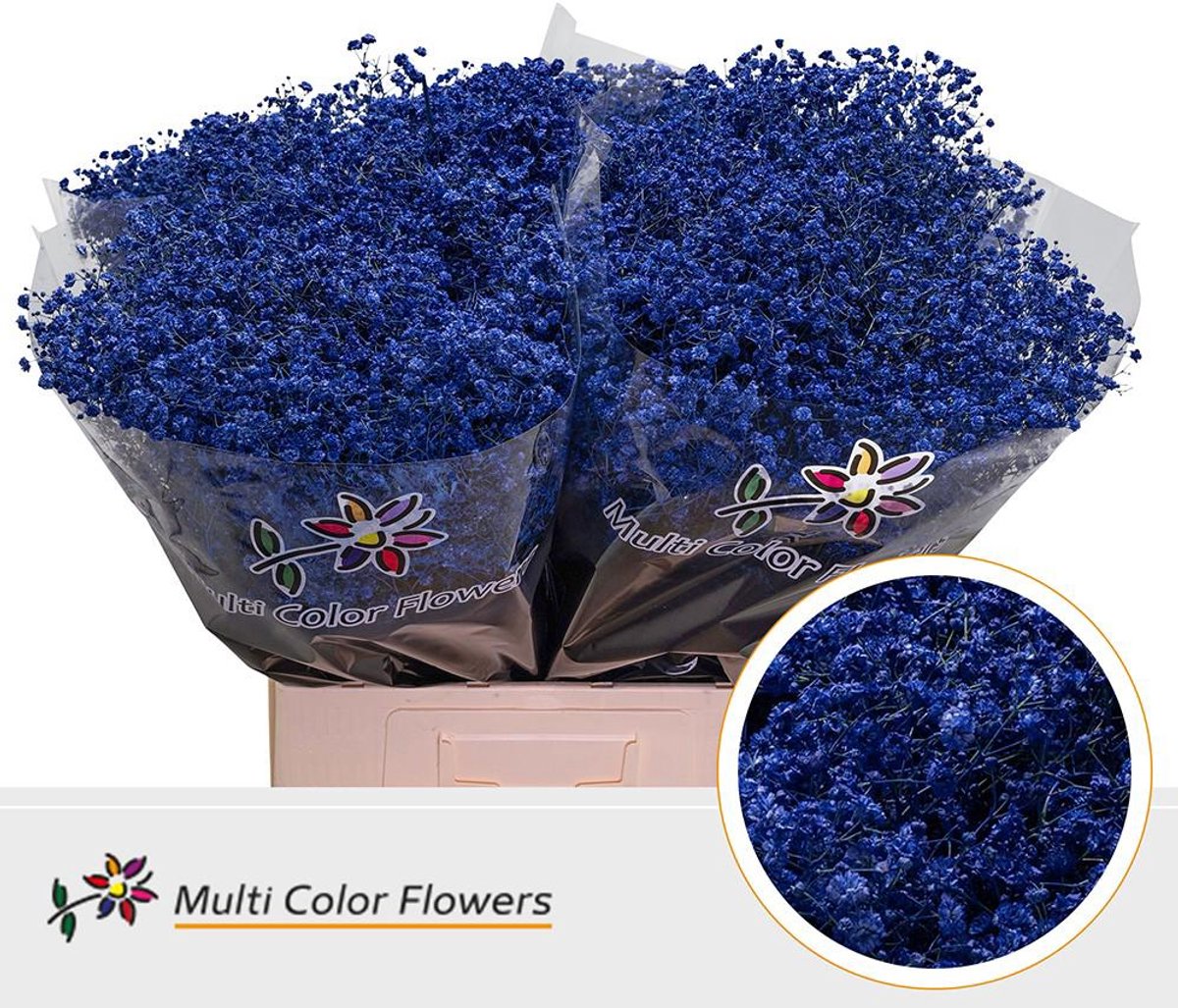 25x Gipskruid xlence blauw 70cm