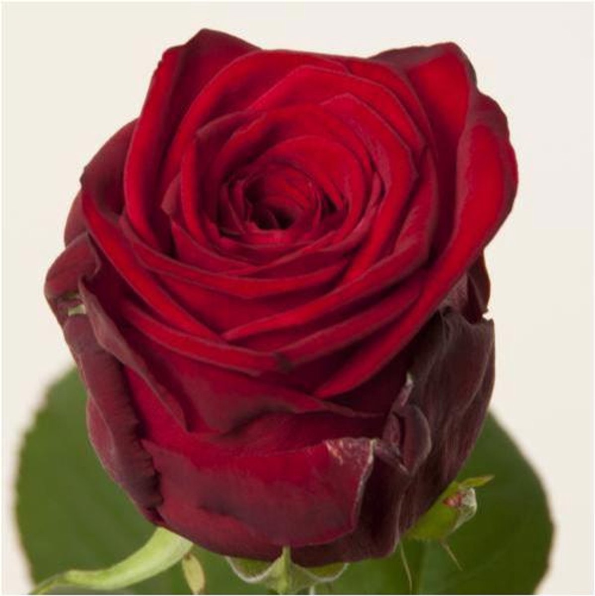 10x Rosa red naomi! 50cm