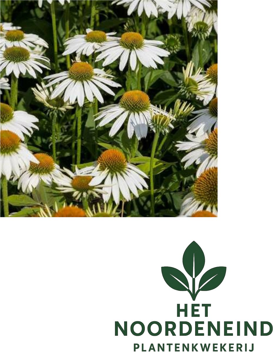 6 stuks - Echinacea p. Alba – Witte zonnehoed - winterharde vaste plant - P9X9 pot