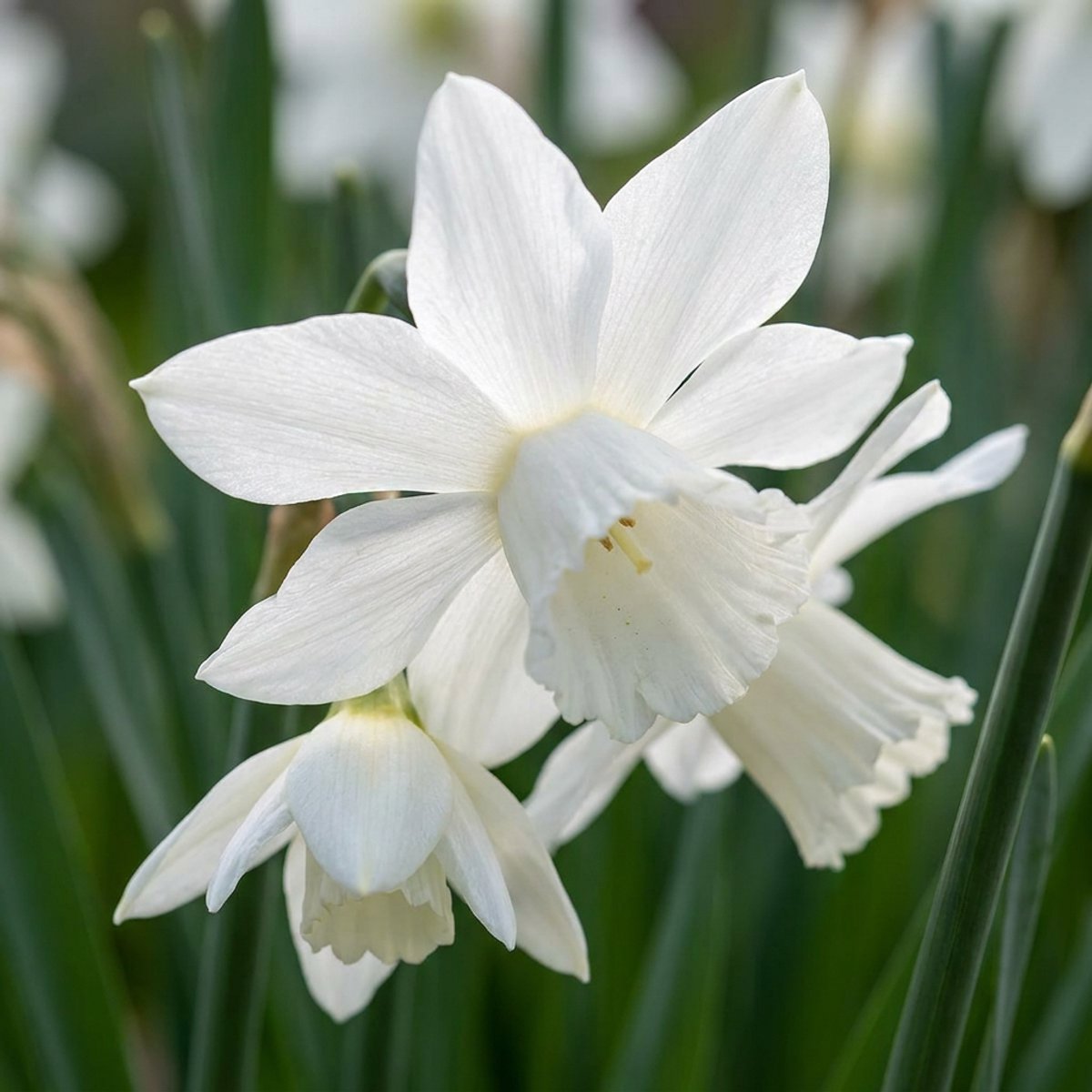 Green boutiQ - 30x Narcissus Botanical White Mix - Botanische witte narcis mix - Wit - Voorjaarsbloeier - Bolmaat 10/12