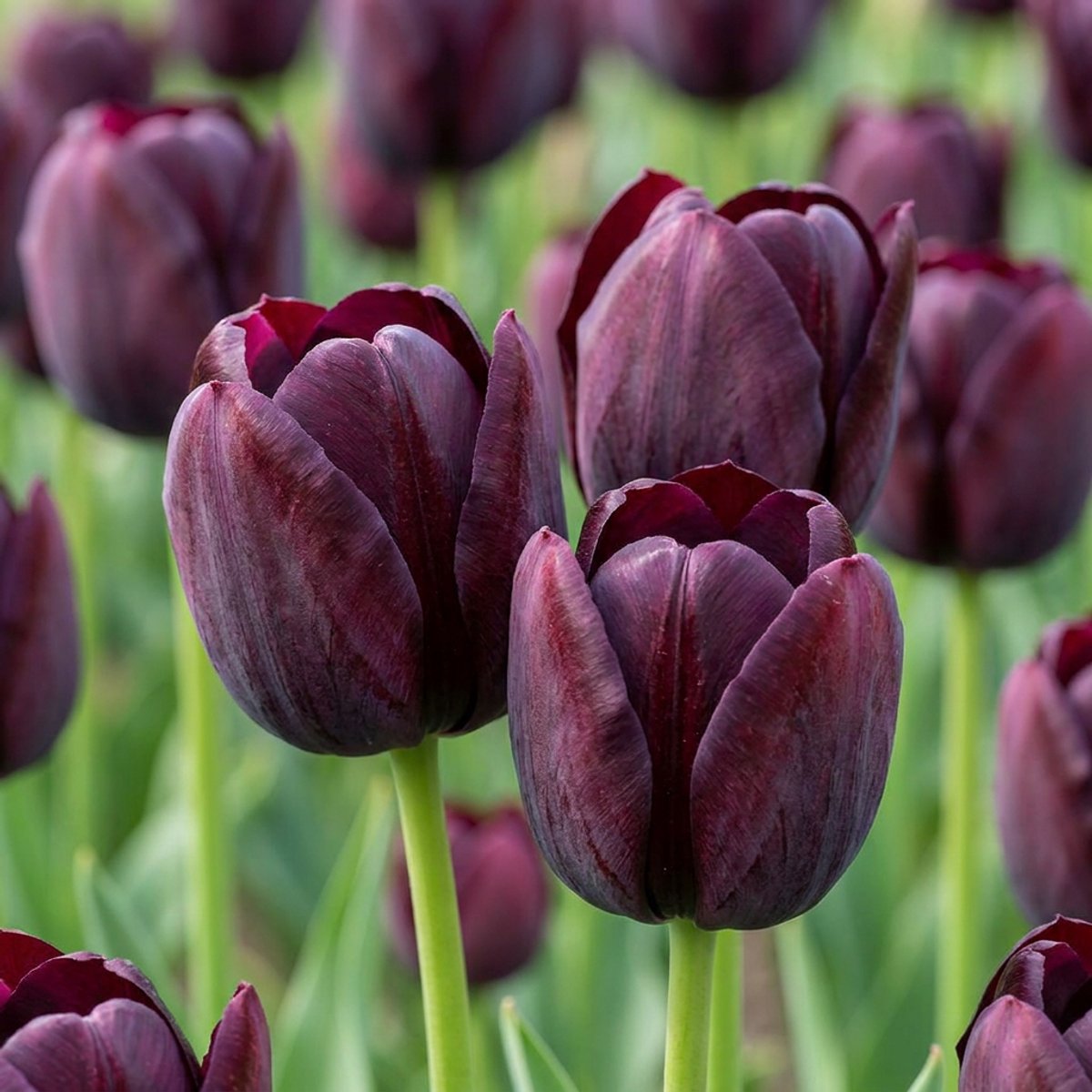 Green boutiQ - 48x Tulipa Triumph Black - Triomftulp - Donker Paars - Voorjaarsbloeier - Bolmaat 11/12