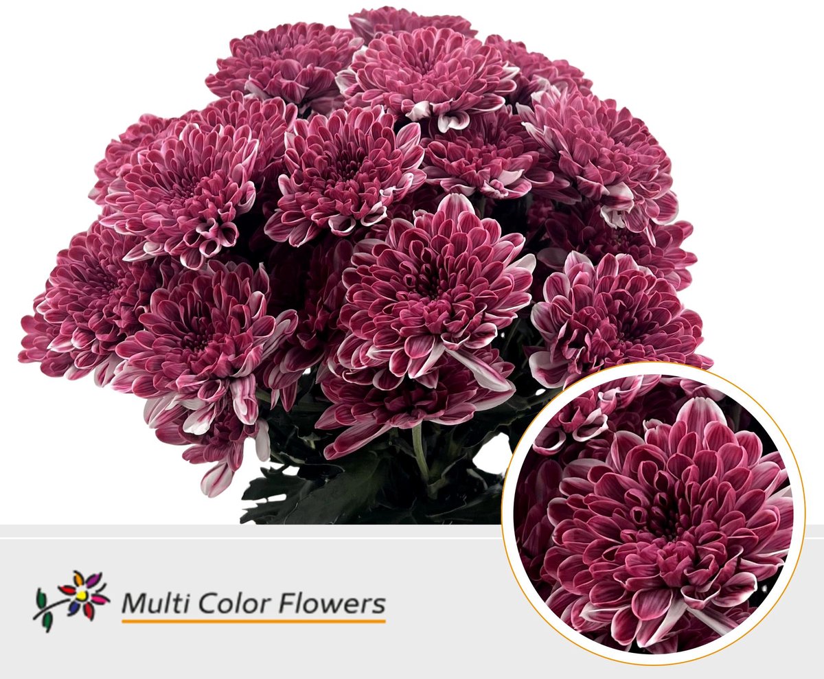 10x Chrysant overig 60cm