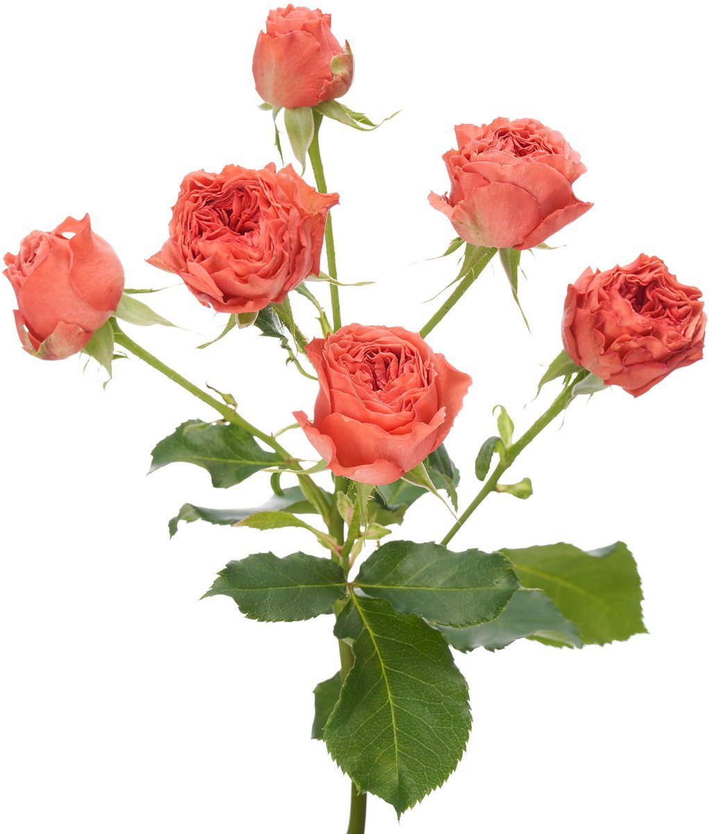 10x Rosa bella trendsetter 60cm