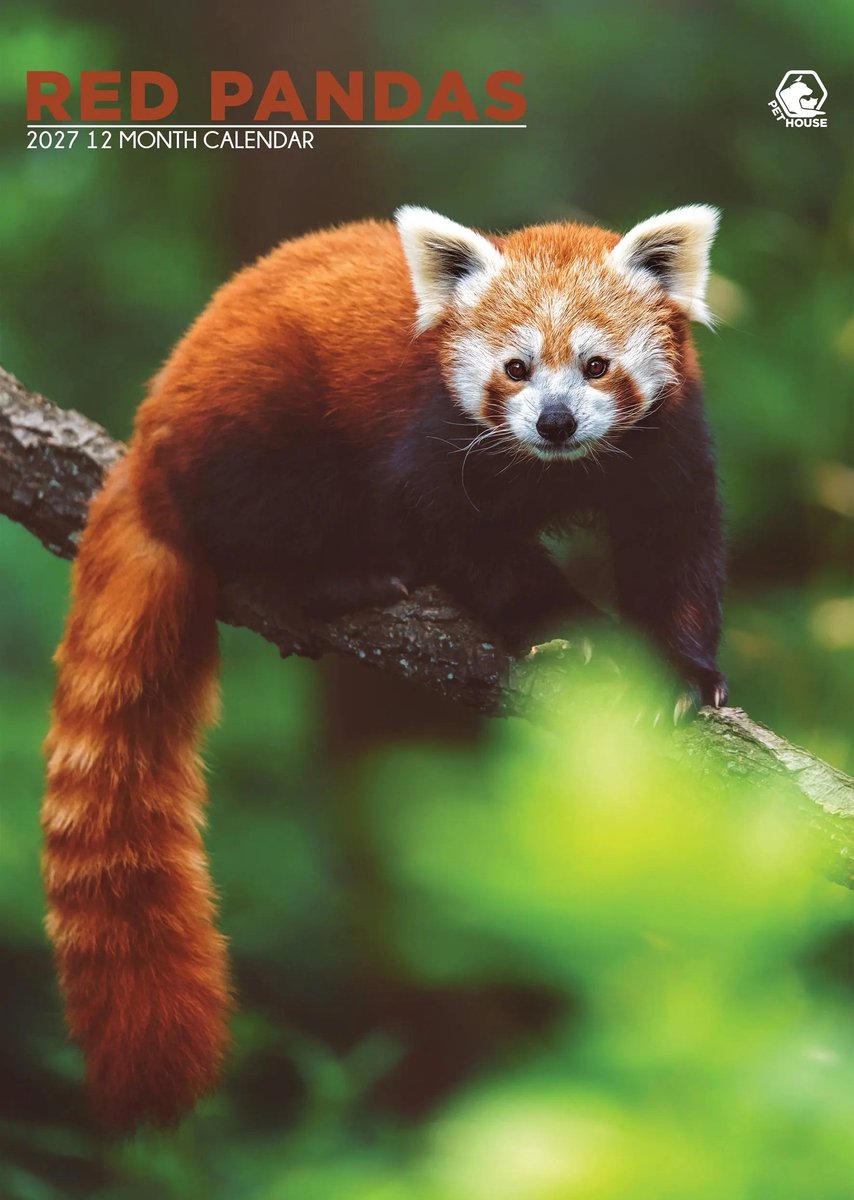 Rode Panda A3 Kalender 2027
