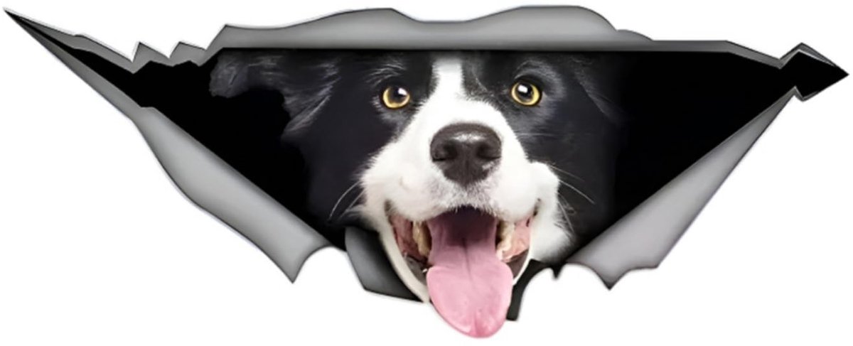 Elzusha - Border Collie Auto Sticker van 15cm