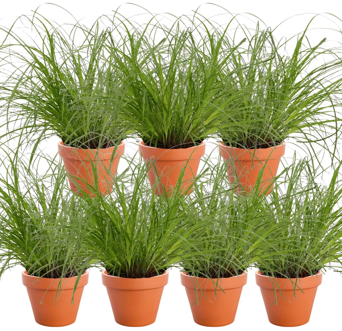 Elzusha - 7-Plant Set Kattengras - Niet Giftig en Diervriendelijk voor Thuis
