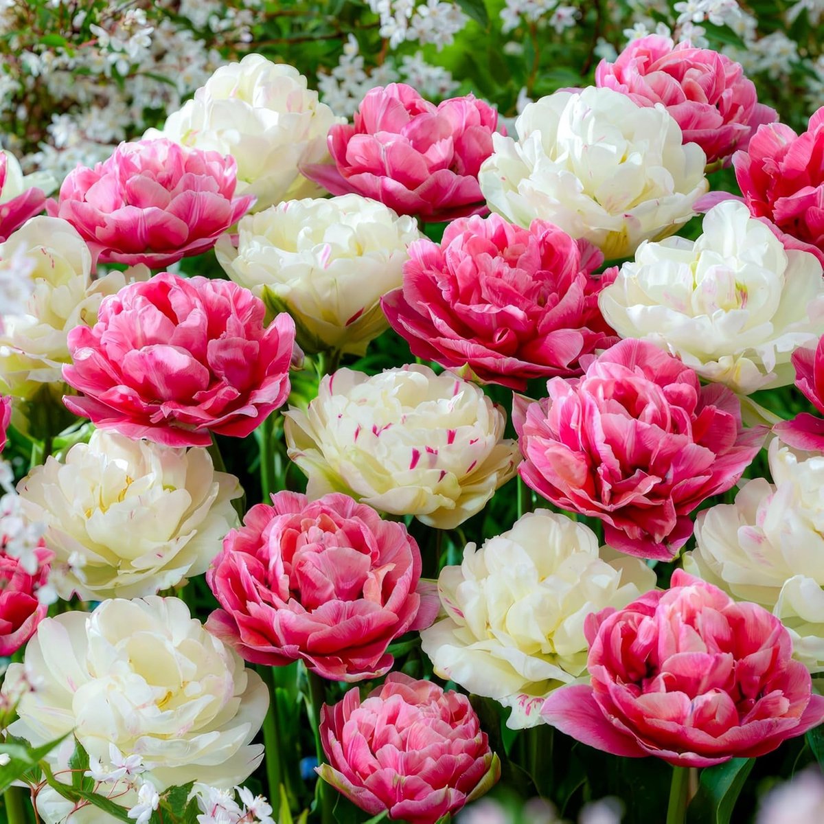 Tulpen Bloembollen Winterhard - Pink & White - 25 stuks - Meerkleurig - Bloem Bollen Mix - Tulpenbollen Meerjarig