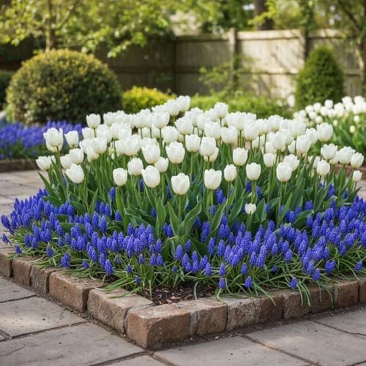 Tulpen & Muscari - Mix - Delft Blue - 6 stuks - Bloembollen - Meerkleurig - Bloem bollen